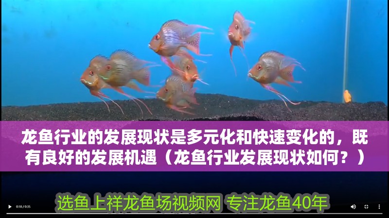 龍魚行業的發展現狀是多元化和快速變化的，既有良好的發展機遇（龍魚行業發展現狀如何？）