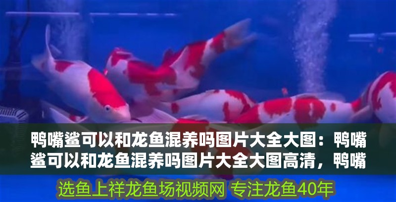 鴨嘴鯊可以和龍魚混養嗎圖片大全大圖：鴨嘴鯊可以和龍魚混養嗎圖片大全大圖高清，鴨嘴鯊與龍魚混養可行性