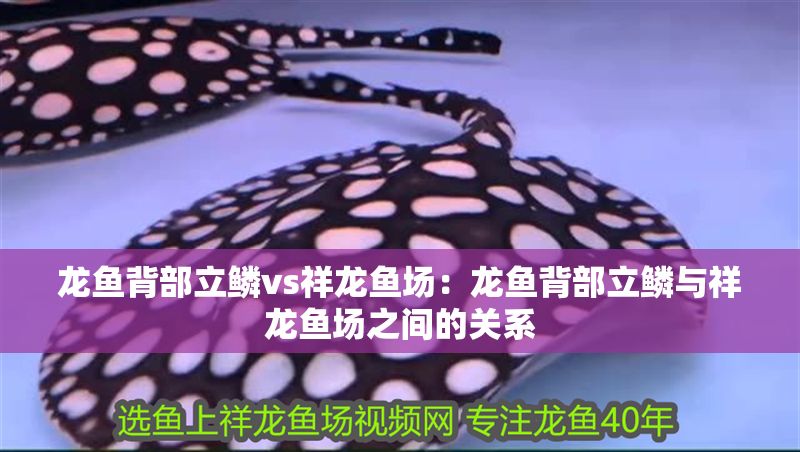 龍魚背部立鱗vs祥龍魚場：龍魚背部立鱗與祥龍魚場之間的關系