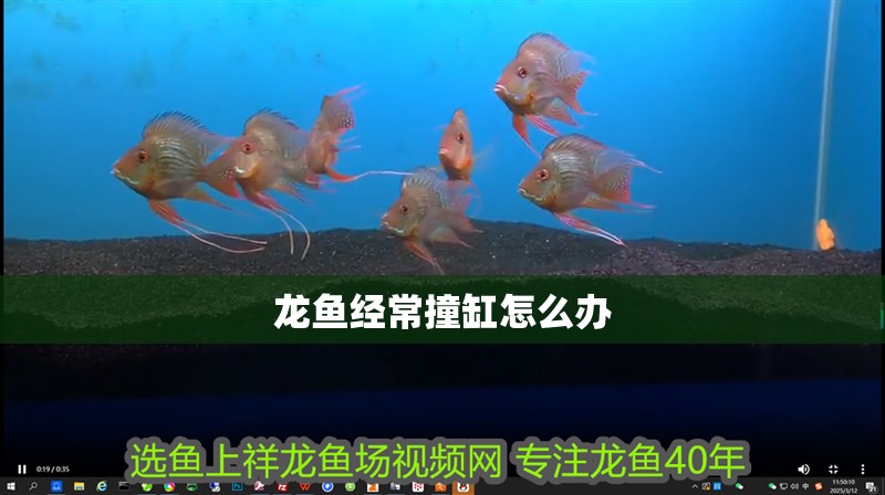 龍魚(yú)經(jīng)常撞缸怎么辦