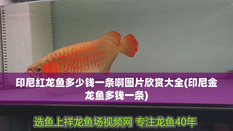 印尼紅龍魚多少錢一條啊圖片欣賞大全(印尼金龍魚多錢一條)