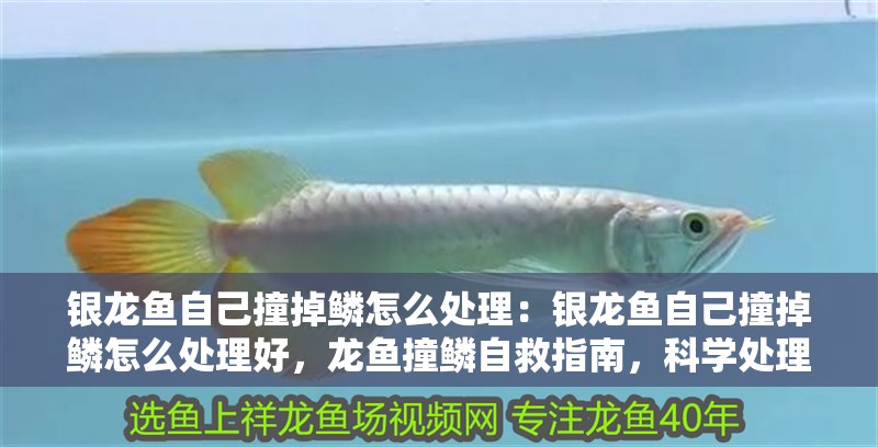 銀龍魚自己撞掉鱗怎么處理：銀龍魚自己撞掉鱗怎么處理好，龍魚撞鱗自救指南，科學處理