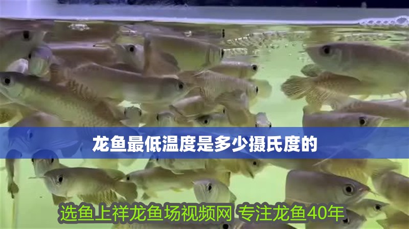龍魚(yú)最低溫度是多少攝氏度的