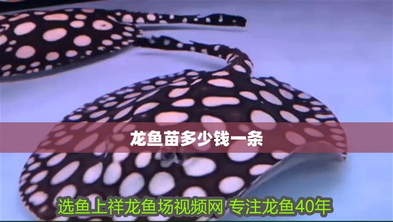 龍魚苗多少錢一條