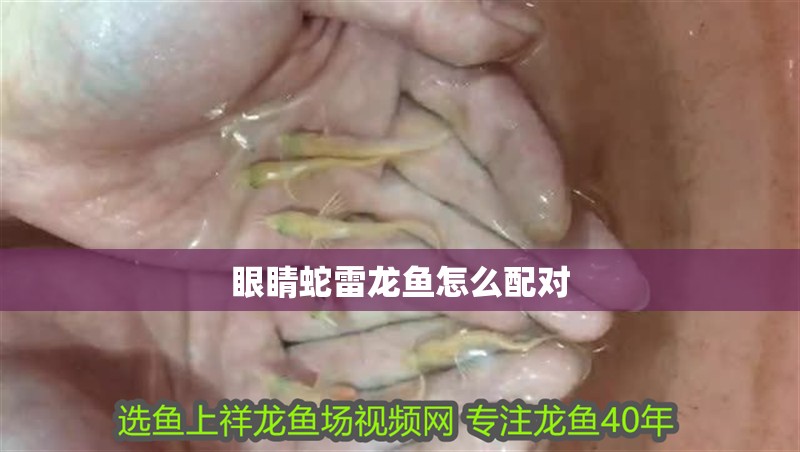 眼睛蛇雷龍魚怎么配對