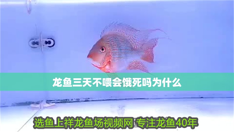 龍魚三天不喂會(huì)餓死嗎為什么