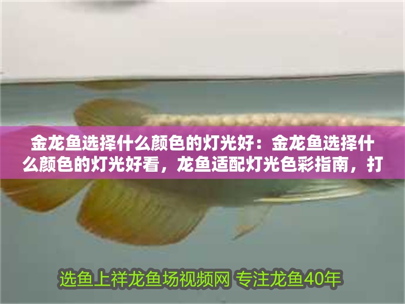 金龍魚選擇什么顏色的燈光好：金龍魚選擇什么顏色的燈光好看，龍魚適配燈光色彩指南，打造驚艷