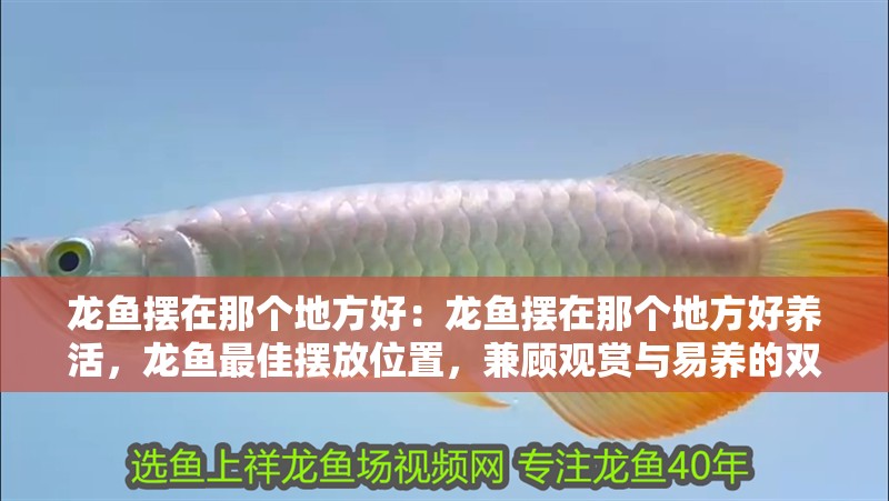龍魚擺在那個地方好：龍魚擺在那個地方好養活，龍魚最佳擺放位置，兼顧觀賞與易養的雙重選擇