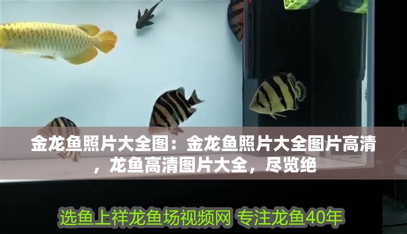 金龍魚照片大全圖：金龍魚照片大全圖片高清，龍魚高清圖片大全，盡覽絕