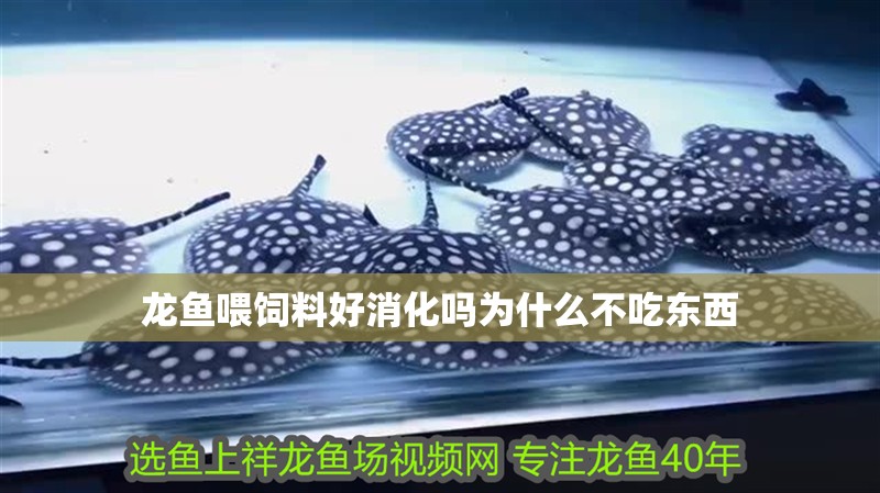 龍魚喂飼料好消化嗎為什么不吃東西