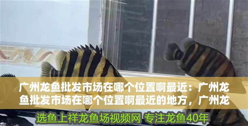 廣州龍魚批發市場在哪個位置啊最近：廣州龍魚批發市場在哪個位置啊最近的地方，廣州龍魚批發市場最新