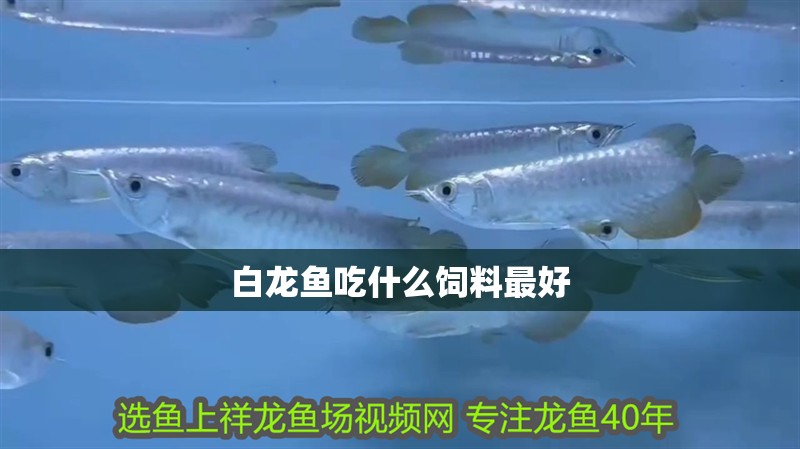 白龍魚吃什么飼料最好 龍魚百科 第4張 白龍魚吃什么飼料最好 白龍魚吃什么飼料最好 龍魚百科 第4張