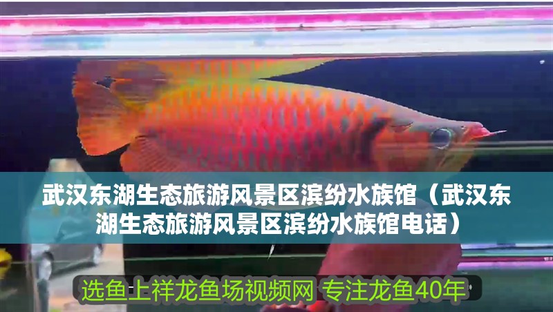 武漢東湖生態(tài)旅游風景區(qū)濱紛水族館（武漢東湖生態(tài)旅游風景區(qū)濱紛水族館電話）