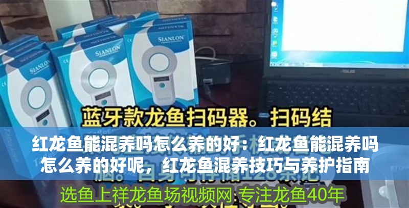 紅龍魚能混養嗎怎么養的好：紅龍魚能混養嗎怎么養的好呢，紅龍魚混養技巧與養護指南