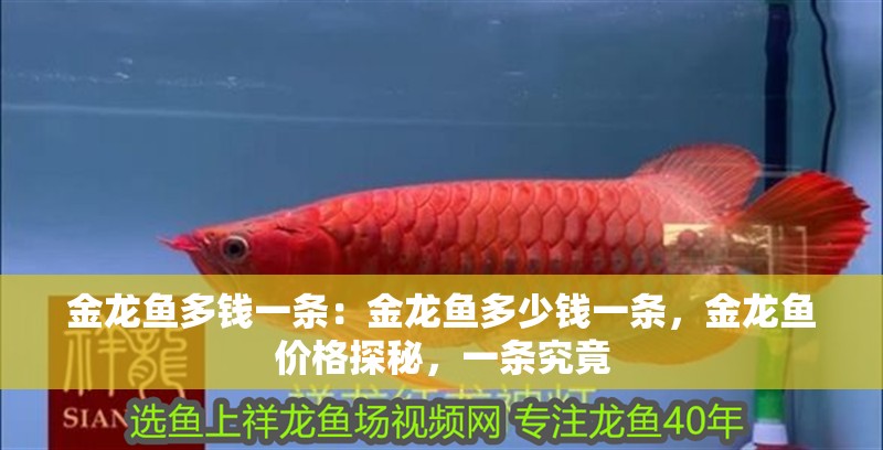 金龍魚多錢一條：金龍魚多少錢一條，金龍魚價格探秘，一條究竟