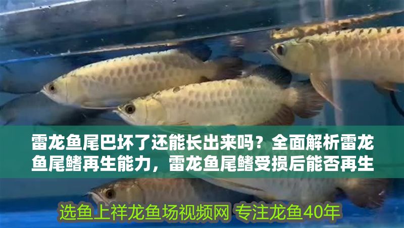雷龍魚尾巴壞了還能長出來嗎？全面解析雷龍魚尾鰭再生能力，雷龍魚尾鰭受損后能否再生？詳解其恢復能力與養護要點 雷龍魚尾巴壞了還能長出來嗎？全面解析雷龍魚尾鰭再生能力，雷龍魚尾鰭受損后能否再生？詳解其恢復能力與養護要點 龍魚常見疾病 第1張
