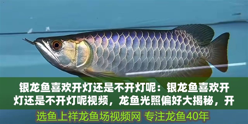 銀龍魚喜歡開燈還是不開燈呢：銀龍魚喜歡開燈還是不開燈呢視頻，龍魚光照偏好大揭秘，開燈還是關(guān)燈更適宜