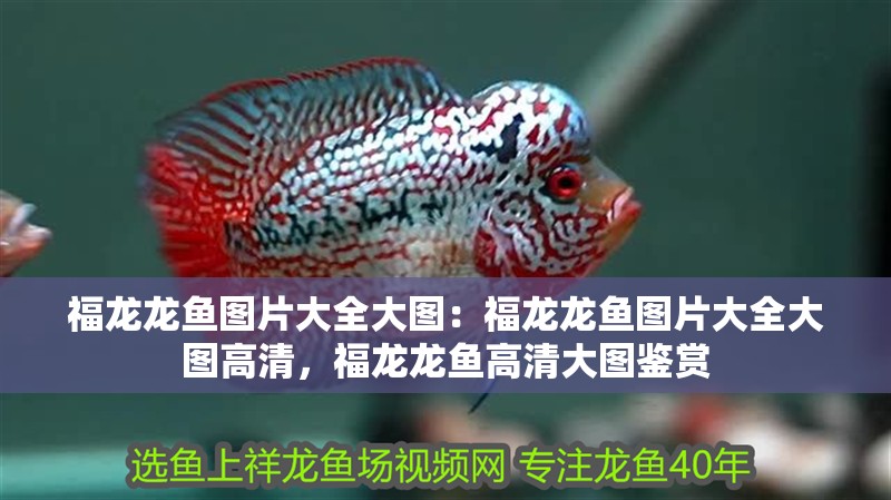 福龍龍魚圖片大全大圖：福龍龍魚圖片大全大圖高清，福龍龍魚高清大圖鑒賞