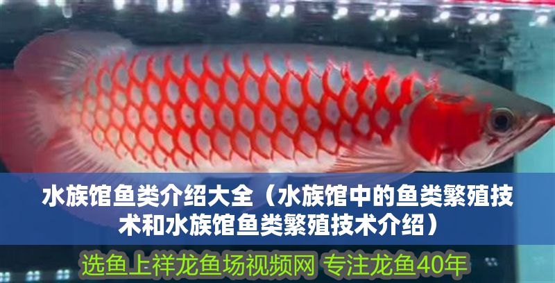水族館魚類介紹大全（水族館中的魚類繁殖技術和水族館魚類繁殖技術介紹）