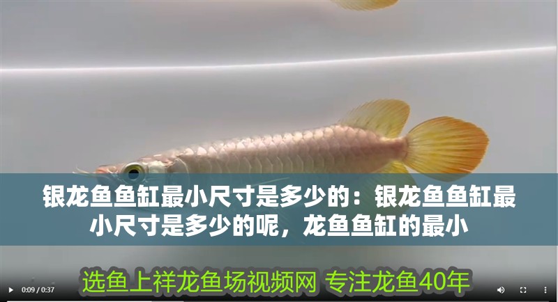銀龍魚魚缸最小尺寸是多少的：銀龍魚魚缸最小尺寸是多少的呢，龍魚魚缸的最小