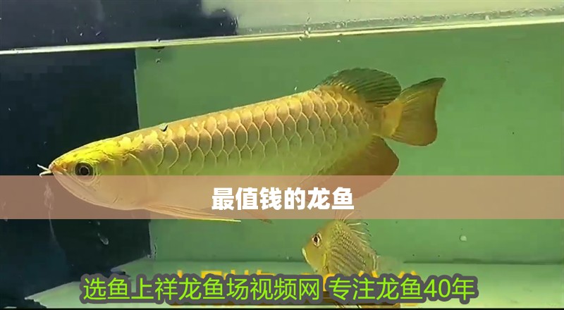 最值錢的龍魚