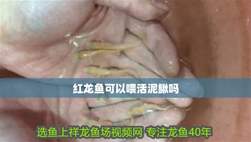紅龍魚可以喂活泥鰍嗎
