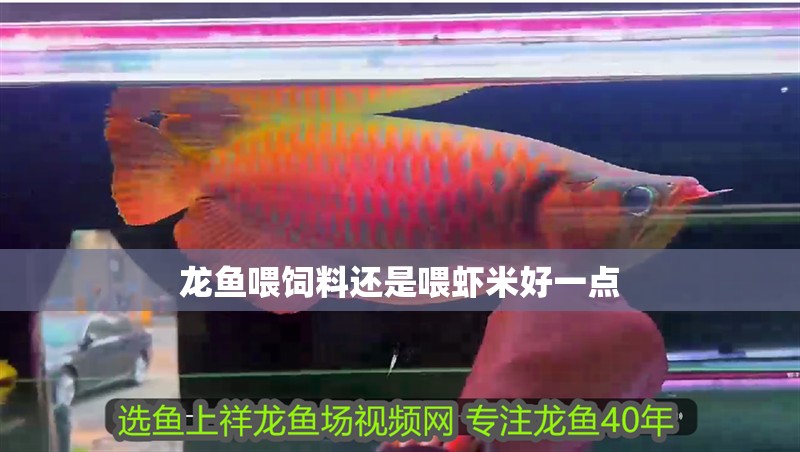 龍魚喂飼料還是喂蝦米好一點