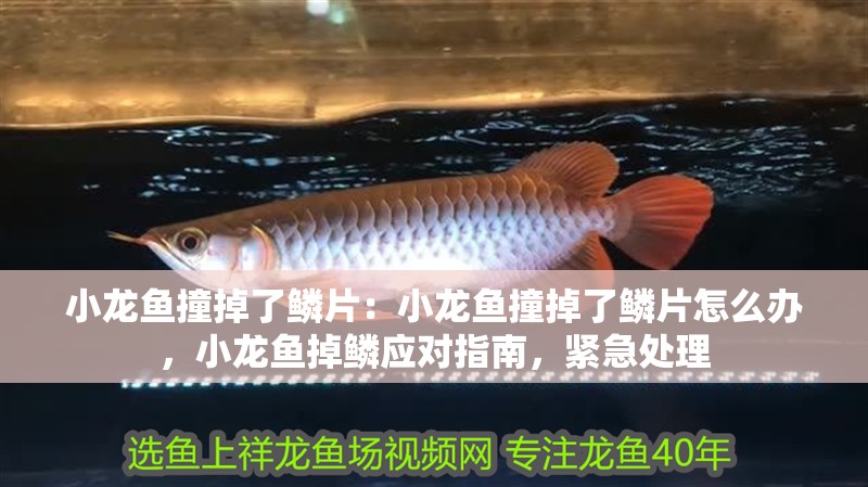 小龍魚撞掉了鱗片：小龍魚撞掉了鱗片怎么辦，小龍魚掉鱗應對指南，緊急處理