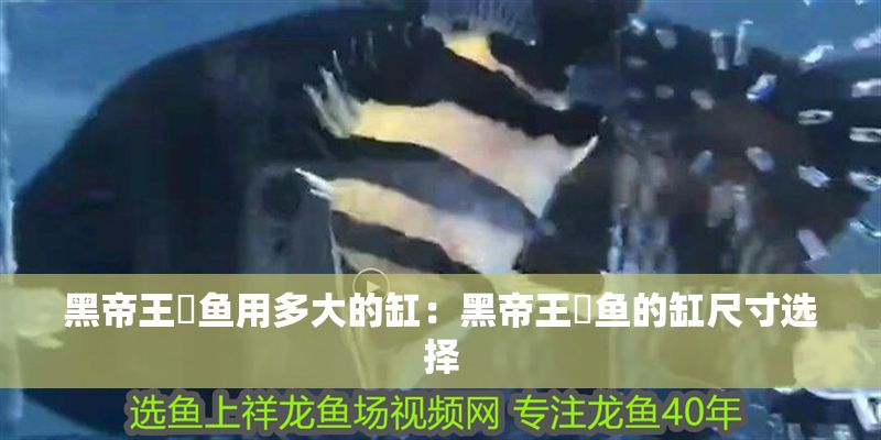 黑帝王魟魚(yú)用多大的缸：黑帝王魟魚(yú)的缸尺寸選擇 黑帝王魟魚(yú)用多大的缸：黑帝王魟魚(yú)的缸尺寸選擇 魟魚(yú)百科 第2張