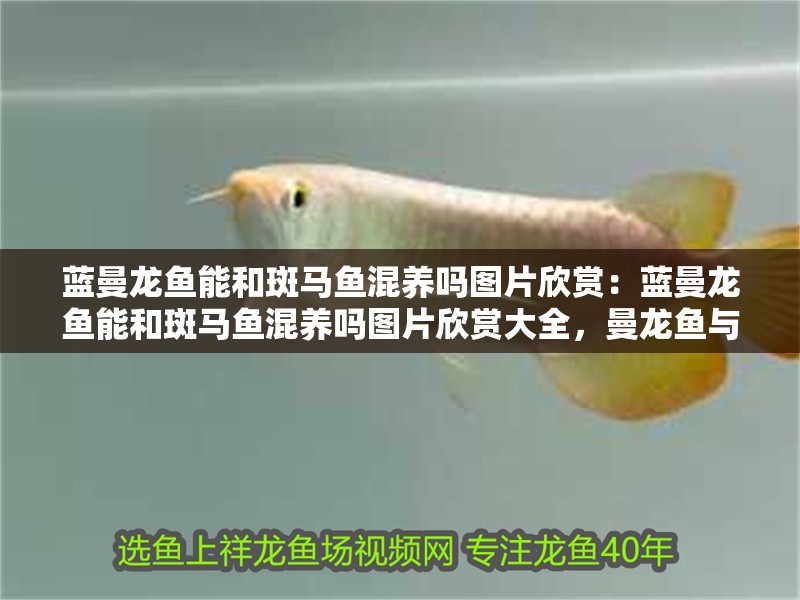 藍曼龍魚能和斑馬魚混養嗎圖片欣賞：藍曼龍魚能和斑馬魚混養嗎圖片欣賞大全，曼龍魚與斑馬魚混養可行性及高清圖片鑒賞大全