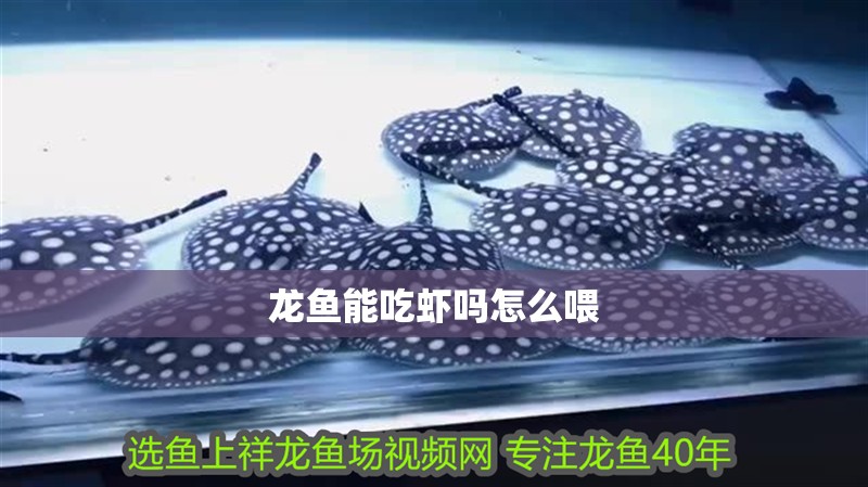 龍魚能吃蝦嗎怎么喂