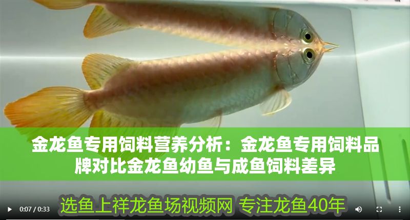 金龍魚專用飼料營養分析：金龍魚專用飼料品牌對比金龍魚幼魚與成魚飼料差異