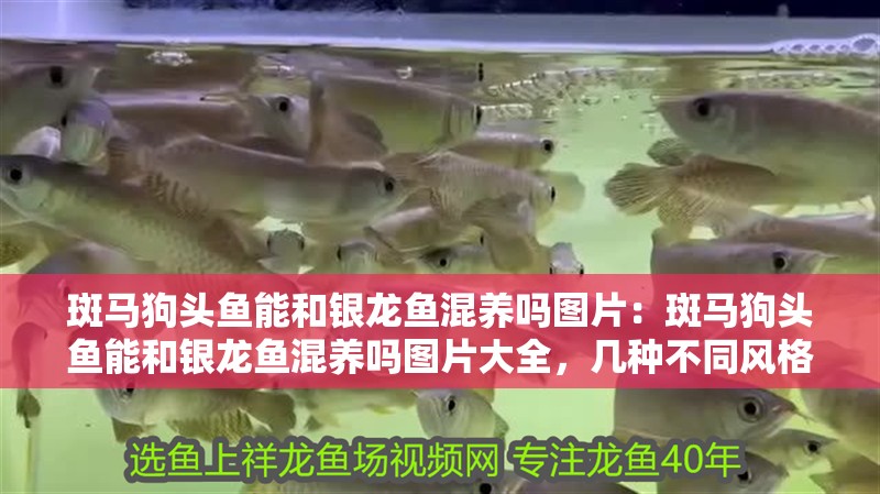 斑馬狗頭魚能和銀龍魚混養(yǎng)嗎圖片：斑馬狗頭魚能和銀龍魚混養(yǎng)嗎圖片大全，幾種不同風(fēng)格的標(biāo)題供你參考，你可以根據(jù)實(shí)際需求進(jìn)行選擇，，疑問探索風(fēng)，斑馬狗頭魚與銀龍魚能否和諧混養(yǎng)？高清圖片全解析，直白實(shí)用風(fēng)，斑馬狗頭魚和銀龍魚混養(yǎng)可行性及圖片大全，吸引眼球風(fēng)，驚！斑馬狗頭魚到底能不能跟銀龍魚一起養(yǎng)？