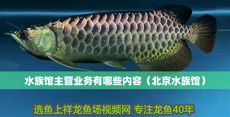 水族館主營業(yè)務(wù)有哪些內(nèi)容(北京水族館) 水族館百科(水族館加盟) 第1張 水族館主營業(yè)務(wù)有哪些內(nèi)容(北京水族館) 水族館主營業(yè)務(wù)有哪些內(nèi)容(北京水族館) 水族館百科(水族館加盟) 第1張
