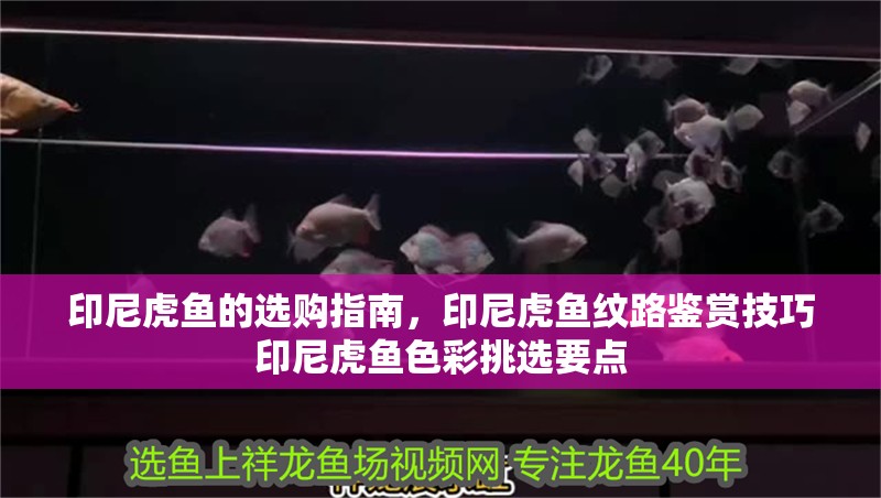 印尼虎魚的選購指南，印尼虎魚紋路鑒賞技巧印尼虎魚色彩挑選要點