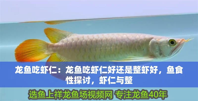 龍魚吃蝦仁：龍魚吃蝦仁好還是整蝦好，魚食性探討，蝦仁與整