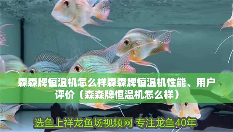 森森牌恒溫機怎么樣森森牌恒溫機性能、用戶評價（森森牌恒溫機怎么樣）