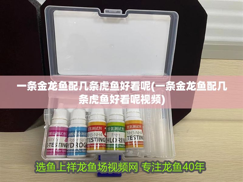 一條金龍魚配幾條虎魚好看呢(一條金龍魚配幾條虎魚好看呢視頻)