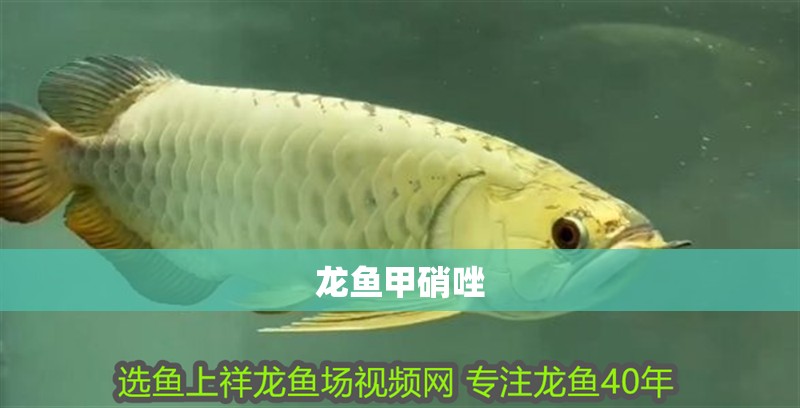 龍魚甲硝唑