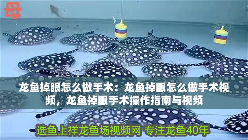 龍魚掉眼怎么做手術：龍魚掉眼怎么做手術視頻，龍魚掉眼手術操作指南與視頻