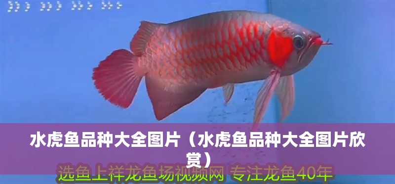 水虎魚品種大全圖片（水虎魚品種大全圖片欣賞）