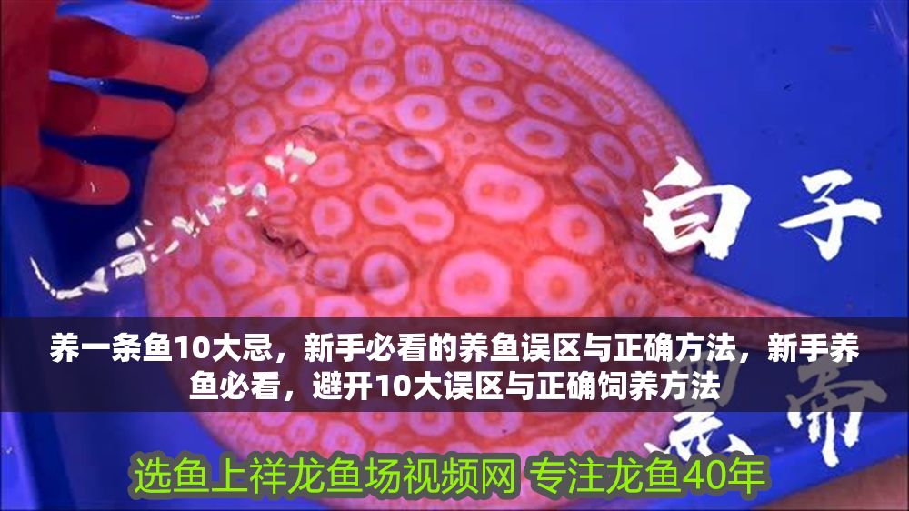 養一條魚10大忌，新手必看的養魚誤區與正確方法，新手養魚必看，避開10大誤區與正確飼養方法 養一條魚10大忌，新手必看的養魚誤區與正確方法，新手養魚必看，避開10大誤區與正確飼養方法 龍魚百科 第1張