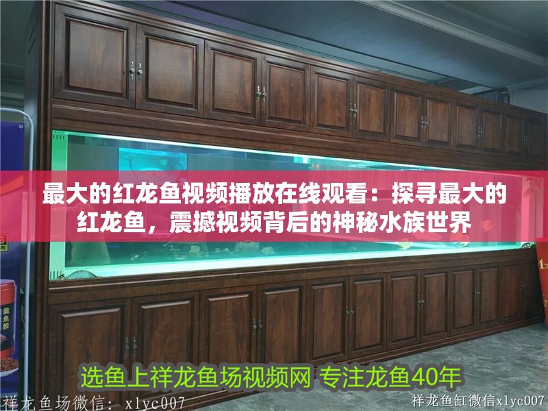 最大的紅龍魚(yú)視頻播放在線觀看：探尋最大的紅龍魚(yú)，震撼視頻背后的神秘水族世界