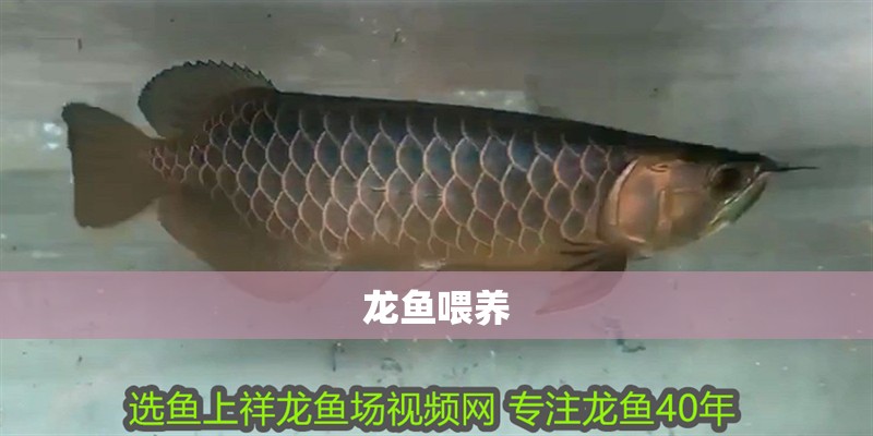 龍魚喂養