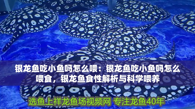 銀龍魚吃小魚嗎怎么喂：銀龍魚吃小魚嗎怎么喂食，銀龍魚食性解析與科學(xué)喂養(yǎng)