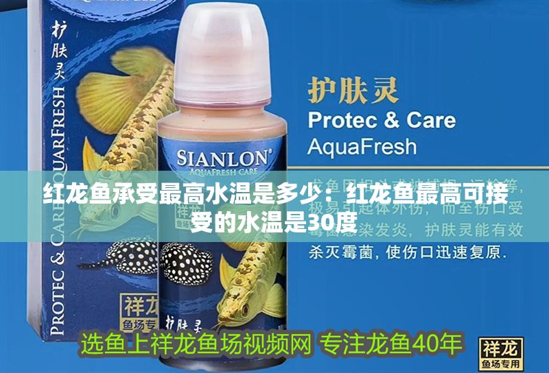 紅龍魚承受最高水溫是多少：紅龍魚最高可接受的水溫是30度