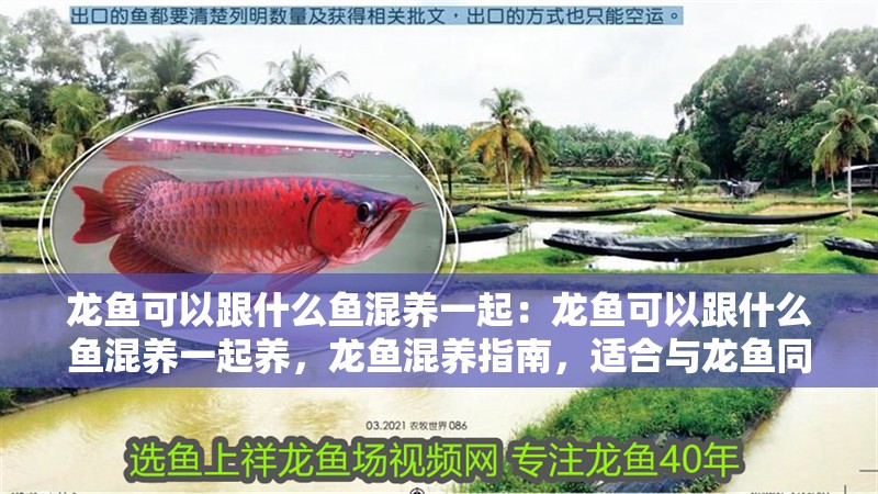 龍魚可以跟什么魚混養一起：龍魚可以跟什么魚混養一起養，龍魚混養指南，適合與龍魚同缸的魚類