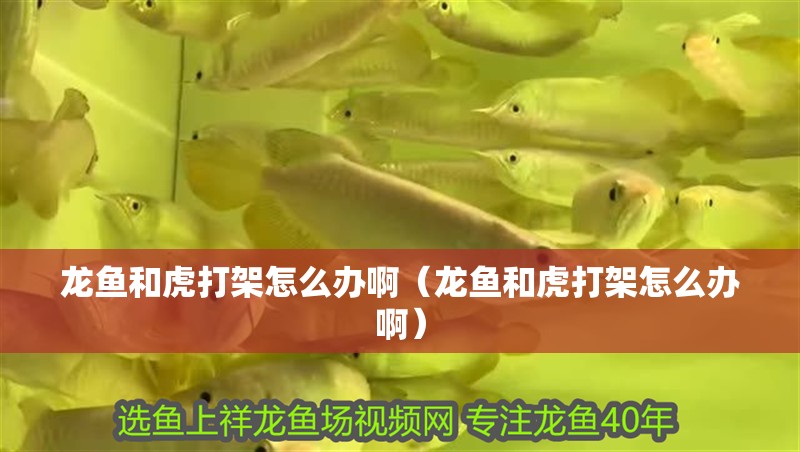 龍魚(yú)和虎打架怎么辦啊（龍魚(yú)和虎打架怎么辦啊）