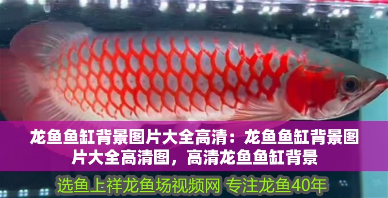 龍魚魚缸背景圖片大全高清：龍魚魚缸背景圖片大全高清圖，高清龍魚魚缸背景