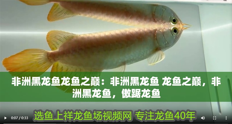 非洲黑龍魚龍魚之巔：非洲黑龍魚 龍魚之巔，非洲黑龍魚，傲踞龍魚
